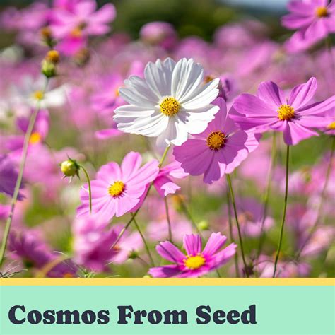 How To Grow Cosmos From Seed - Patient Gardener
