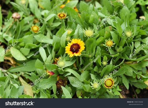 Calendula Officinalis Common Pot Marigold Bright Stock Photo 1390145048 | Shutterstock