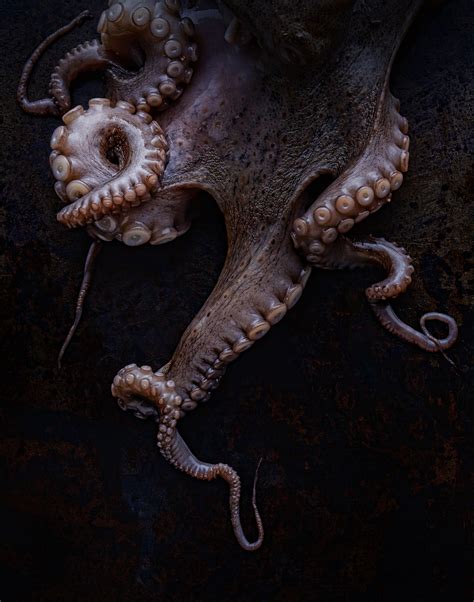 Image result for Alien Octopus Theory