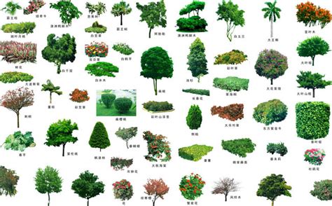 园林配名景观植物集PSD素材 - 爱图网