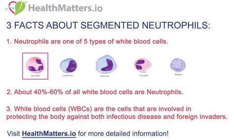 Segmented Neutrophils – 3 Quick Facts