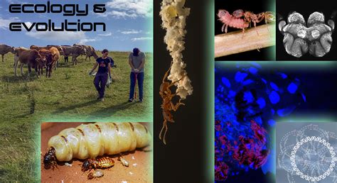 Evolution Environmental Science 的图像结果