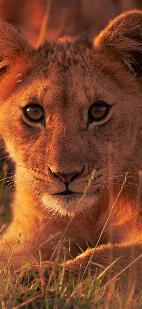 Ultra Hd Animal Wallpapers 4k