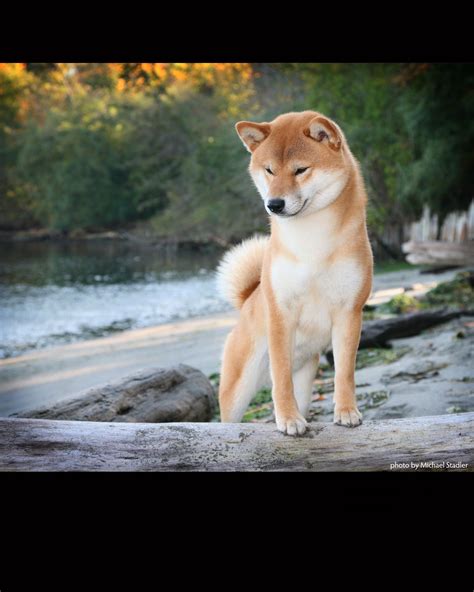 Shiba Inu Grown Up - Pupherd
