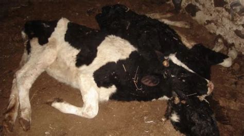 Padłe zwierzęta w gospodarstwie, właściciel zatrzymany. Istnieje ...