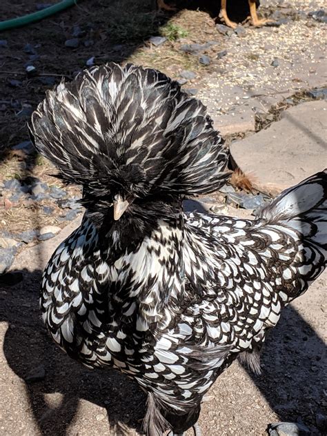 Silver laced polish hen : r/chickens