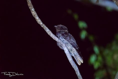 Rufous Nightjar (St. Lucia) - eBird