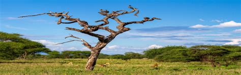 Tanzania Holiday Packages