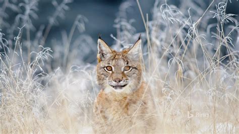 Bing Wallpaper Animal 的图像结果