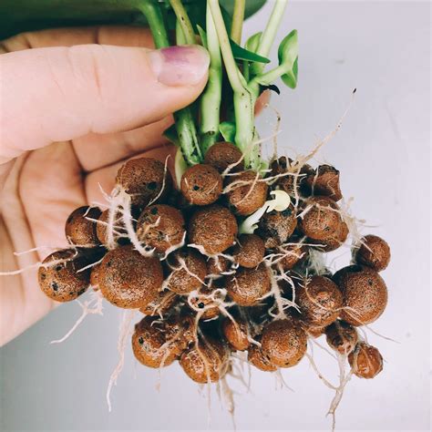 What is LECA? How Clay Balls Can Save Your Plants | Plantcarefully
