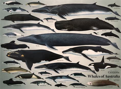 Blue Whale Fact File – Blue Whale Study