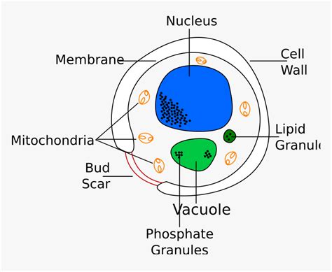 Cell Structure GCSE 的图像结果