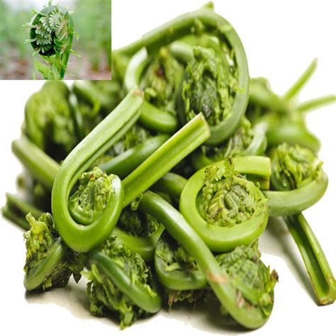 Image result for fiddlehead