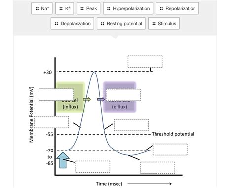Image result for Skeletal Muscle Action Potential Graph
