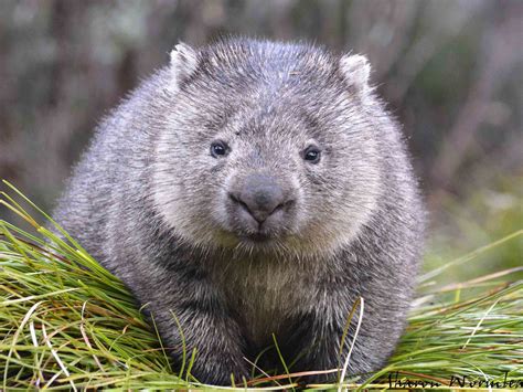 Cradle Mountain Wildlife | Wombat, Australia animals, Australian animals