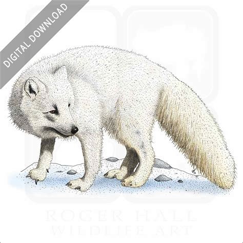 Drawings Of Arctic Foxes