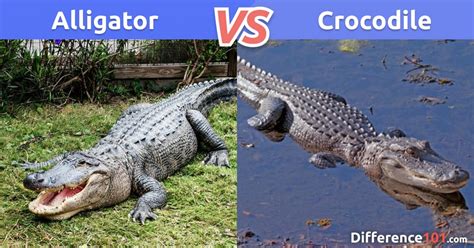 Alligator vs Crocodile Size, Pros & Cons - 6 Key Differences ~ Difference 101