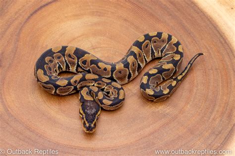Image result for Za Reptiles Ball Python