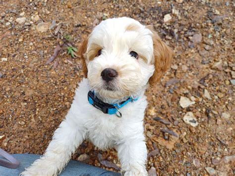 Canine Good Citizen & Behaviour in Public Areas , Fotheringham Park ...
