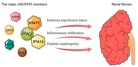 The Role of JAK/STAT Pathway in Fibrotic Diseases: Molecular and Cellular Mechanisms