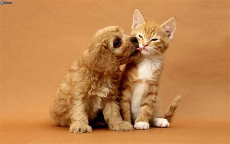 Cute Dog and Cat Wallpaper - PixelsTalk