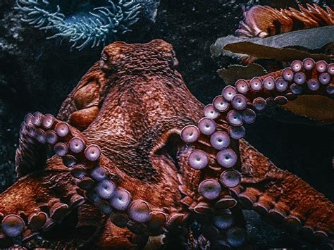 Octopus Meaning