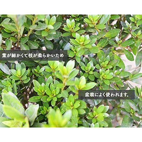 樹緑 Satsuki Azalea Set of 10, Approx. 11.8 inches 30 India | Ubuy