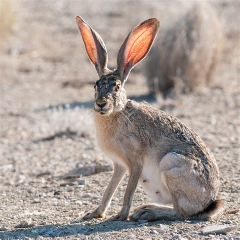Jackrabbit with backlit ears - Big Bend National Park, Texas | Rabbit ...