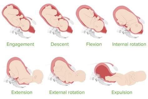 Normal and Abnormal Labor | Concise Medical Knowledge