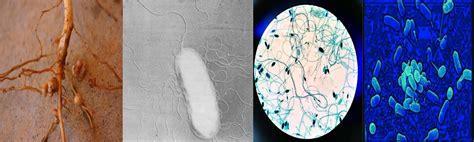Biofertilizers 的图像结果