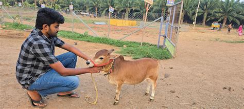 "Discover rare miniature cattle breeds like Micro Mini Cows, Punganur ...