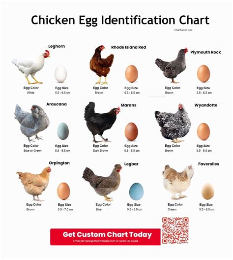 Best 12 Chicken Egg Identification Chart – Artofit