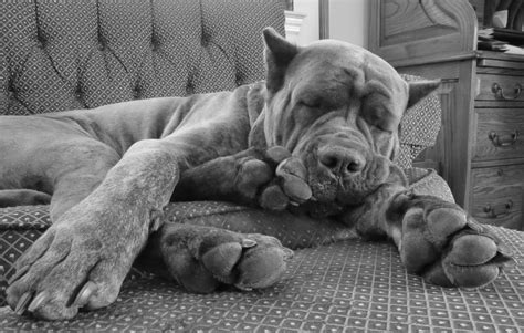Italian Mastiff Cane Corso Grey