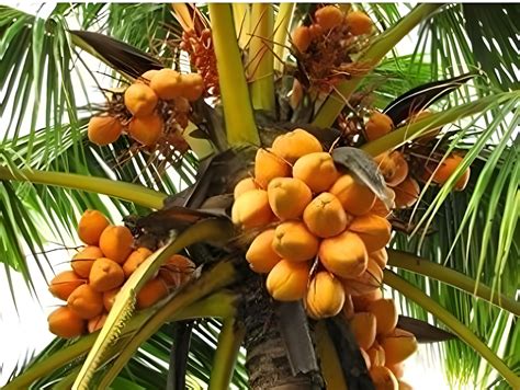 Green view® Chowghat Green Hybrid Dwarf High Yield Green Coconut Fruit ...