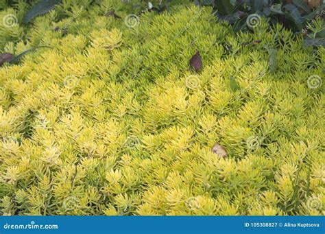 Succulent Yellow Ground Cover - Best Succulent Ideas