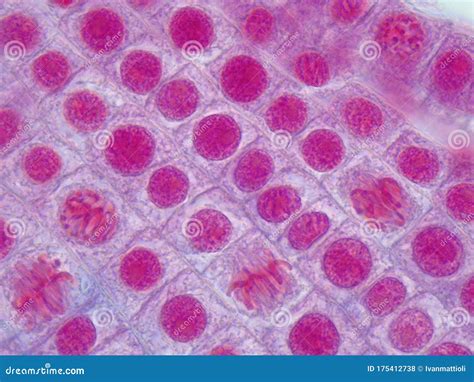 Mitosis Phases Under Microscope