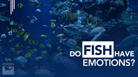 Do Fish Have Emotions - sharksinfo.com