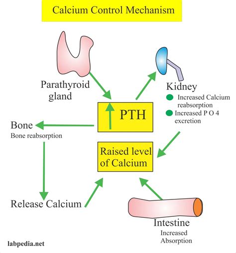Serum Calcium Blood Test Range at Ruben Best blog