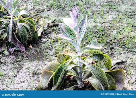 Kalanchoe Gastonis-bonnieri Plant S Nick Name is Kalanchoe Donkey Ears ...