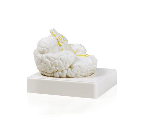 Buy Parco Scientific PB00061 Life Size Human Brain Models-3 Parts ...