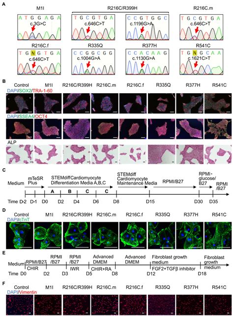 Frontiers | Phenotypic Variability in iPSC-Induced Cardiomyocytes and Cardiac Fibroblasts ...