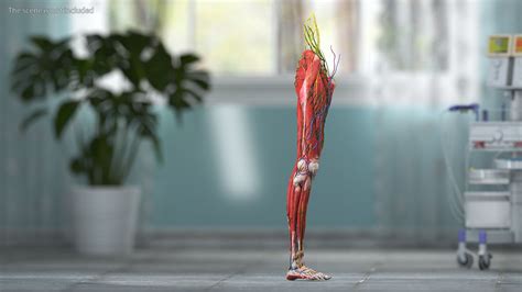 Young Man Anatomy Right Leg 3D Model $139 - .3ds .blend .c4d .fbx .max .ma .lxo .obj - Free3D