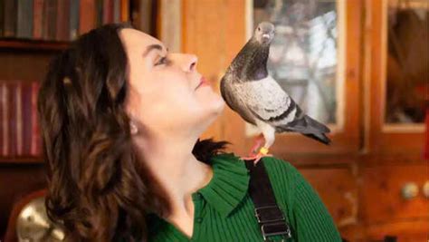 Woman rescues injured pigeon from pub, internet names her Penny; the ...
