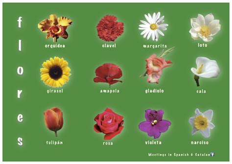 Spanish Flowers | Learn the Names of Flowers in Spanish