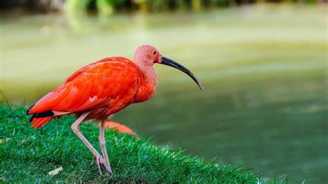 Scarlet Ibis Theme for Windows 10 and 11