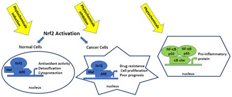 Modulation of Nrf2 and NF-κB Signaling Pathways by Naturally Occurring ...