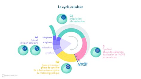 La division cellulaire chez les eucaryotes: cours de 1ere - SVT