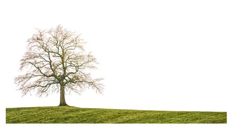 Free grass PNG for website backgrounds and banners - Photo #3726 ...
