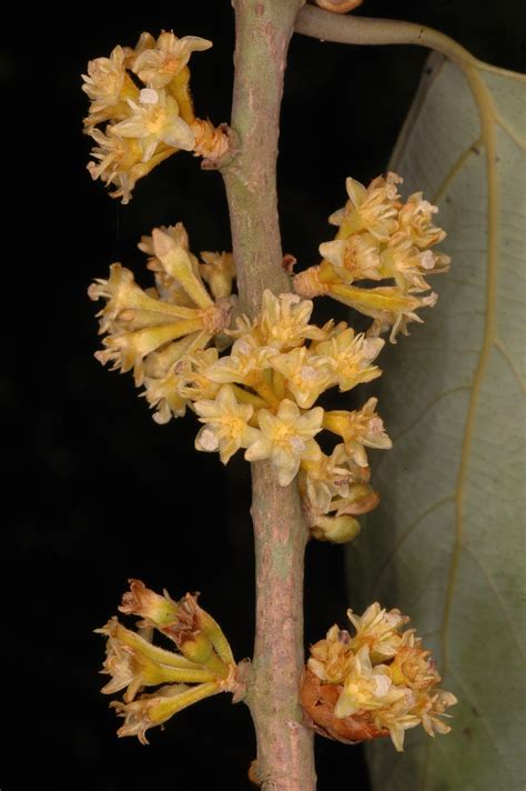 India Flora Online