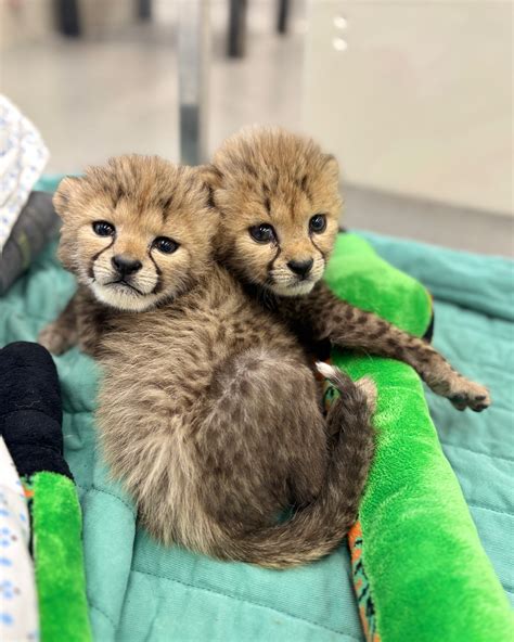 Cincinnati Zoo | Cheetah cub Lulu shows off her spots! Cheetah skin is ...
